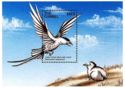 Long-tailed Jaeger (Stercorarius longicaudus)